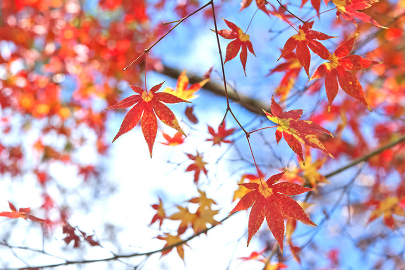 澄んだ秋空に映える紅葉